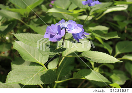 久安寺・紫陽花 32281687