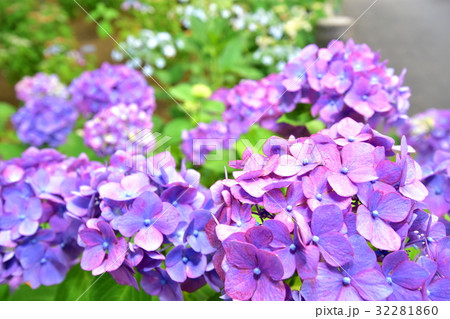 道端の紫陽花 32281860