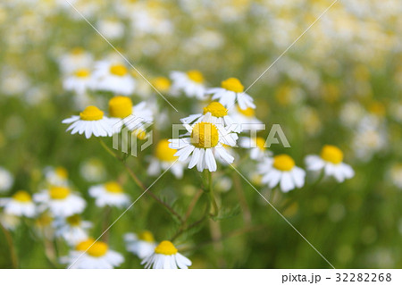 chamomile plants (Matricaria chamomilla) in flower chamomile plants (Matricaria chamomilla) in flower 32282268