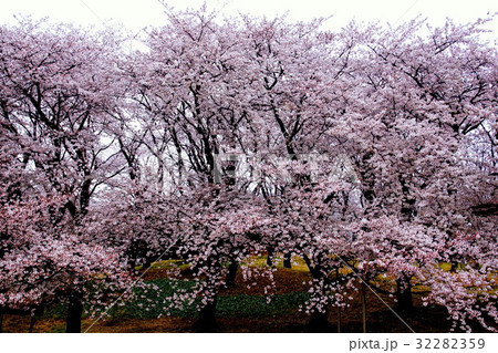 根岸森林公園 ( 横浜競馬場の跡地 ) 桜の花 ( 神奈川県 横浜市 中区 ) 根岸森林公園 ( 横浜競馬場の跡地 ) 桜の花 ( 神奈川県 横浜市 中区 ) 32282359