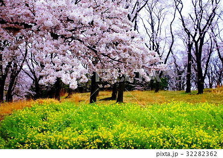 根岸森林公園 ( 横浜競馬場の跡地 ) 桜の花 & 菜の花 ( 神奈川県 横浜市 中区 ) 根岸森林公園 ( 横浜競馬場の跡地 ) 桜の花 & 菜の花 ( 神奈川県 横浜市 中区 ) 32282362