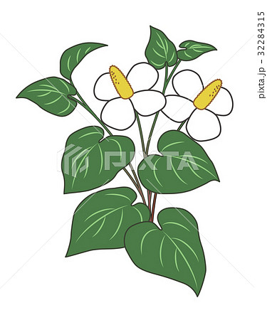 ドクダミの花 32284315