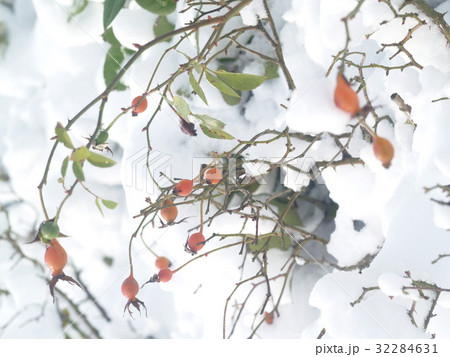 Ice crystal leaf fruit frost winter plant 32284631