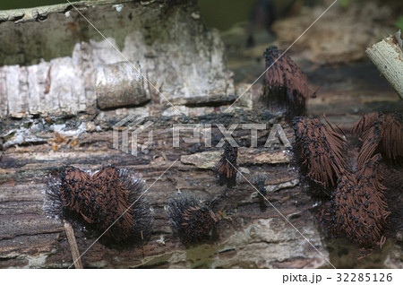 Stemonitis fusca on an old fallen tree, macro shot 32285126