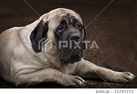 English Mastiff portrait 32285252