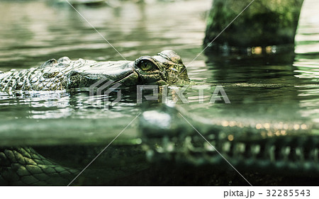 Gharial - Gavialis gangeticus shoots in water 32285543