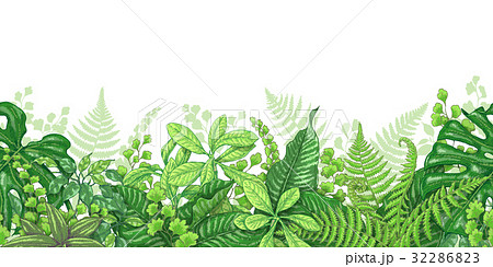 Tropical Plants Line Horizontal Border Tropical Plants Line Horizontal Border 32286823