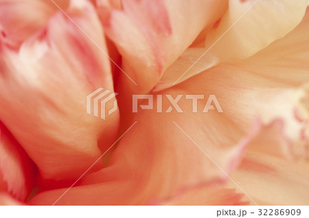 Carnation flower fragment 32286909