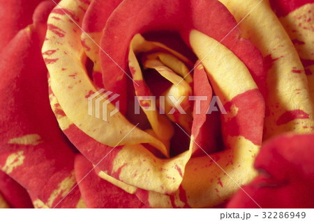 Rose flower fragment 32286949