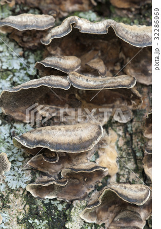 Timber fungus 32286969