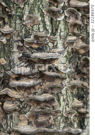 Timber fungus 32286970
