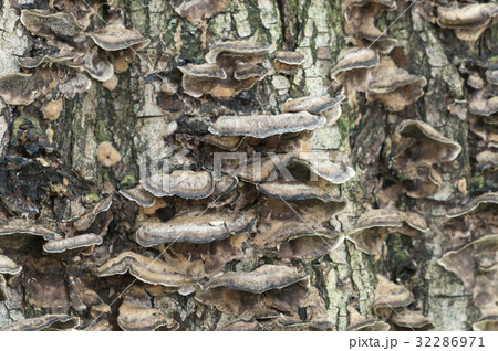 Timber fungus 32286971