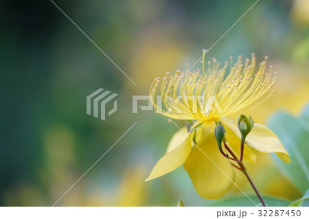 ビヨウヤナギの花 ビヨウヤナギの花 32287450
