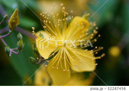 ビヨウヤナギの花 ビヨウヤナギの花 32287456