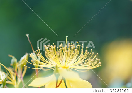 ビヨウヤナギの花 32287569