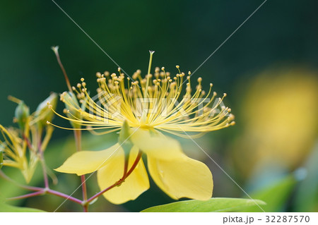 ビヨウヤナギの花 ビヨウヤナギの花 32287570