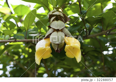 キバナヨウラク （黄花瓔珞） 32288057