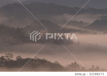 Forest landscape at foggy sunrise, Sabah, Malaysia 32288271