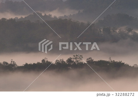 Forest landscape at foggy sunrise, Sabah, Malaysia 32288272