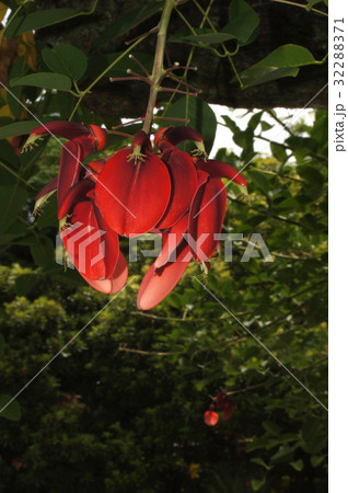 アメリカデイゴの花 アメリカデイゴの花 32288371