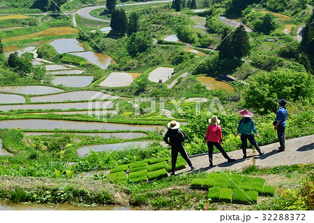 松代 春の星峠の棚田で田植えに挑む若い女性 32288372