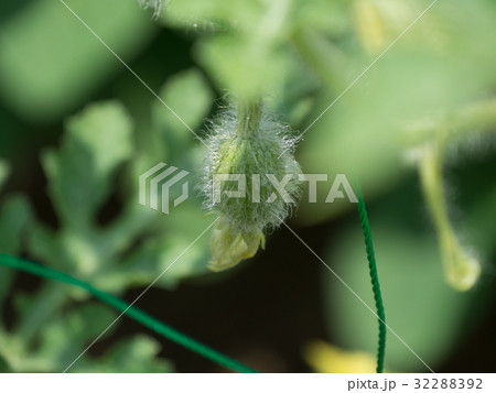 スイカの赤ちゃん 32288392