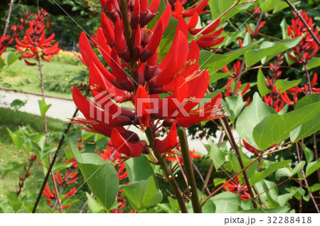 ヒシバデイゴ の花 ヒシバデイゴ の花 32288418