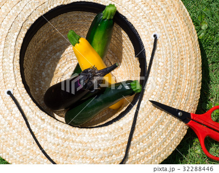 夏野菜の収穫 32288446