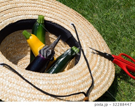 夏野菜の収穫 夏野菜の収穫 32288447