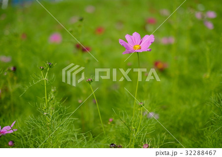 コスモス コスモス 32288467
