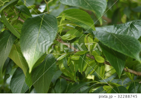 トチュウの若い実 32288745