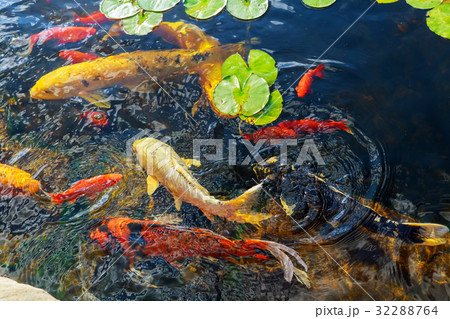 Colorful decorative fish float artificial pond, 32288764