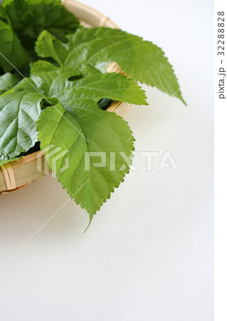桑の葉 32288828