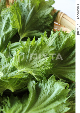 シソの葉 32288903