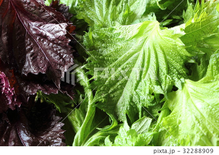 シソの葉 32288909