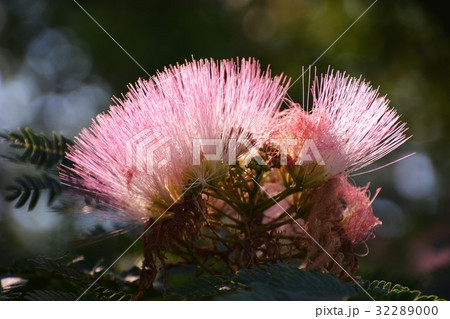 ねむの木の花 32289000