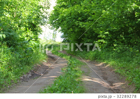 Rural road in forest 32289278