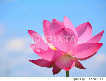 青空と大賀蓮の花 青空と大賀蓮の花 32289314