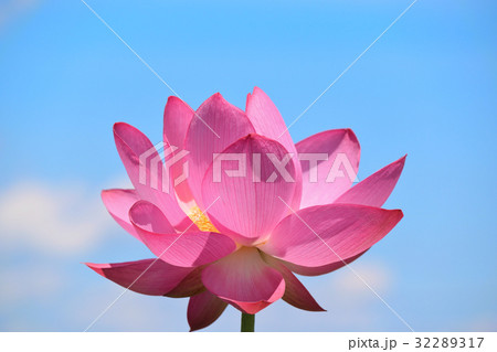 青空と大賀蓮の花 32289317
