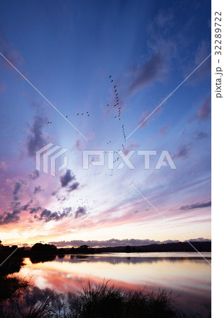 宮島沼に戻るマガンの群れ(北海道) 宮島沼に戻るマガンの群れ(北海道) 32289722