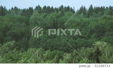 Forest trees bending in the strong wind 32289723