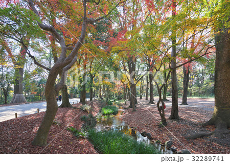 錦秋の糺の森 32289741