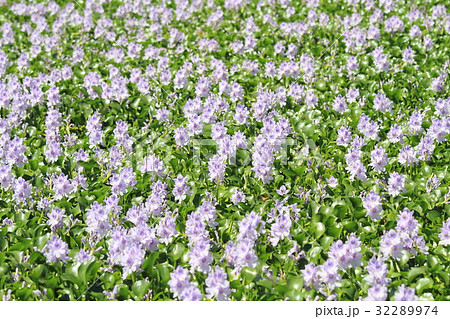 ホテイアオイの花 ホテイアオイの花 32289974