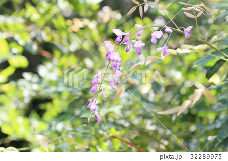 フジの花 32289975