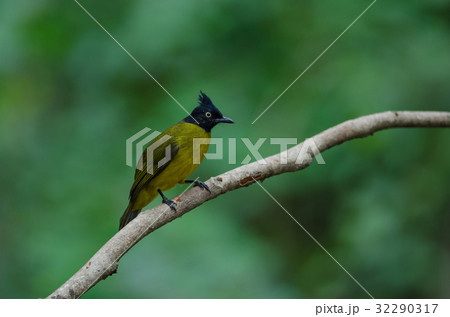Black-crested Bulbul perching on a branch 32290317