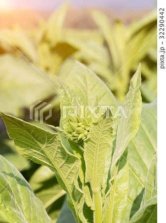 Nicotiana tabacum  herbaceous plant 32290442