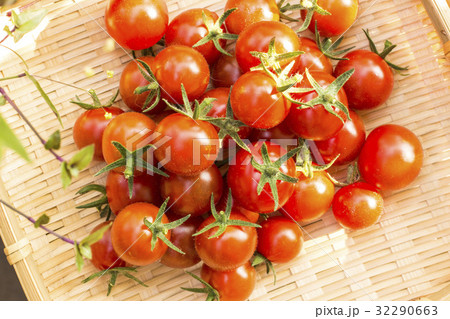 プチトマトの収穫 32290663