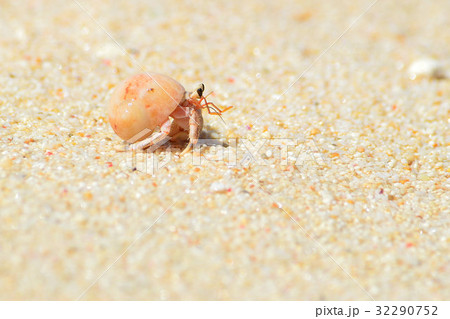 キュートなヤドカリ キュートなヤドカリ 32290752