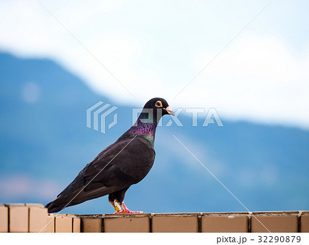 鳩 ハト 鳥 32290879