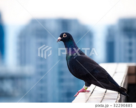鳩 ハト 鳥 32290885